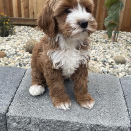 Australian Labradoodle and Goldendoodle Puppies from The Moon Doodles