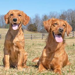 Golden Retrievers from Rifka Retrievers