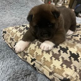 Blue - Brown brindle male Akita puppy in Las Vegas, Nevada from Ishikawa Akita's
