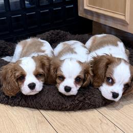 Cavalier King Charles Spaniel puppies from Raised by Cathy
