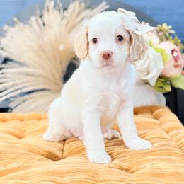 Hamilton - Cream male Australian Labradoodle puppy in Taylor, Michigan from Mi Best Doodle Ever, LLC