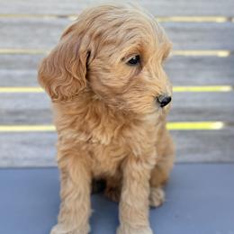 Aurora - Apricot female Goldendoodle puppy in Twin Falls, Idaho from Magic Valley Family Doodles