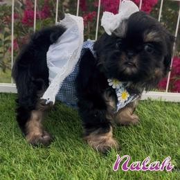 Nalah - Black and tan female Shih Tzu puppy in Mercedes, Texas from Tzu Casa