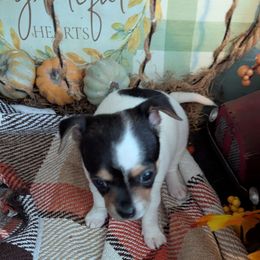 Brandy - Chocolate and white female Chihuahua puppy in Waycross, Georgia from OakView Farm Chihuahuas FB
