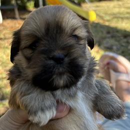 Jasmine - Golden female Lhasa Apso puppy in Albany, Georgia from Clark's Lhasas