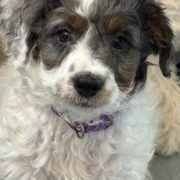 Purple Collar Girl - Tri-color female Bernedoodle puppy in Colorado Springs, Colorado from Pikes Peak Doodles
