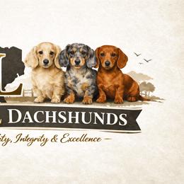 Dachshunds from DL Mini Dachshunds