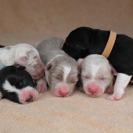 Border Collie puppies from C Bar C Ranch Border Collies