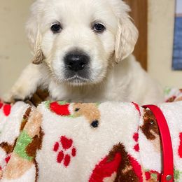 Golden Retriever Puppies from Red Prairie Retrievers