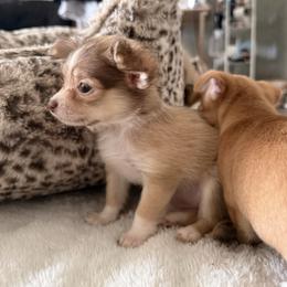 Chai - Chocolate and tan female Chihuahua puppy in Sherwood, Arkansas from Bartelt Breeders