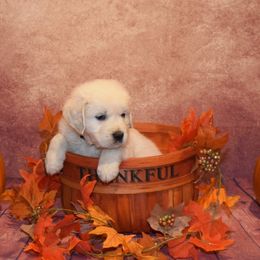 Cavalier King Charles Spaniels and Golden Retrievers from Fluffy Buttz