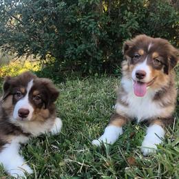 Australian Shepherds from N/a