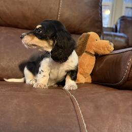 Valentino - Piebald male Dachshund puppy in Magnolia, Texas from Hillyard Ranch