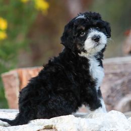 Nimra - White and black female Bordoodle puppy in Tillamook, Oregon from Oregon Bordoodles
