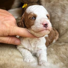 Goldendoodle puppies from Rockin R Doodles