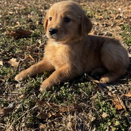 Blue collar - Dark golden male Golden Retriever puppy in Harrisburg, North Carolina from Bunn Ranch Goldens & Bernese