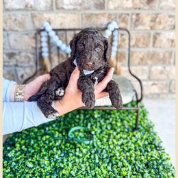 Baci - Chocolate Goldendoodle puppy in Lake City, Florida from 224 Doodles and Poodles