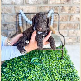 Baci - Chocolate Goldendoodle puppy in Lake City, Florida from 224 Doodles and Poodles