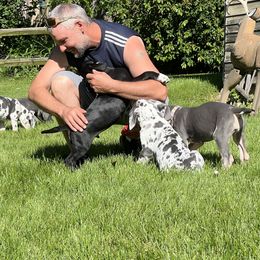 Great Dane Puppies from BkB’s House of Danes