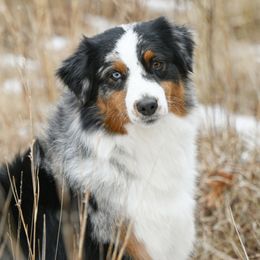 Willa - Australian Shepherd