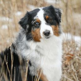 Willa - Australian Shepherd