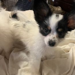 Boy 1 - White black and tan Papillon puppy in Meggett, South Carolina from Double D farm featuring Nova papillons