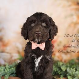 Bernedoodle, Goldendoodle, and Schnoodle Puppies from Adirondack Poodles Goldendoodles,Bernedoodles & Schnoodles
