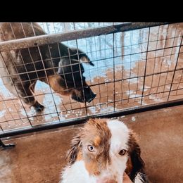 Dally - Australian Shepherd