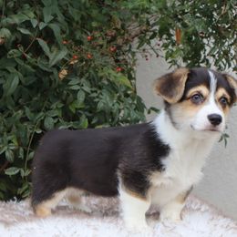 Tri male - Black and tan male Pembroke Welsh Corgi puppy in Caliente, California from Rafter Cross 7
