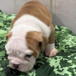 Bulldog Puppies from Bulldog's 4 Brothers