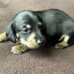 Blk and Tan Boy - Black and tan male Dachshund puppy in Giddings, Texas from Big Dream Acres