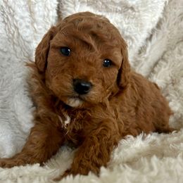 Biscuit - Brown male Cavapoo puppy in Milton, Pennsylvania from Nita's Poodle Pooche's