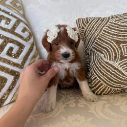 BASIL - Parti male Goldendoodle puppy in Independence, Oregon from ANKENY DOODLES