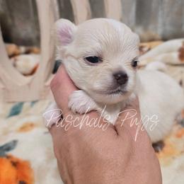 Honey - Cream female Chihuahua puppy in Bowdon, Georgia from Paschal's Pups