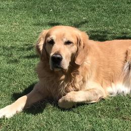Gunner - Golden Retriever