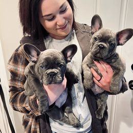 French Bulldog Puppies from Divine Crown French Bulldogs