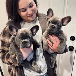 French Bulldog Puppies from Divine Crown French Bulldogs