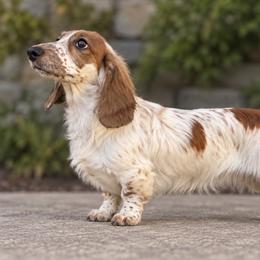 Lucky - Dachshund