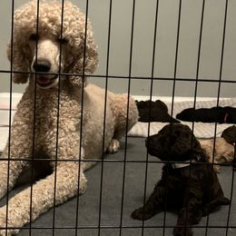Poodle Puppies from The Stone’s Poodles