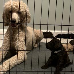 Poodle Puppies from The Stone’s Poodles