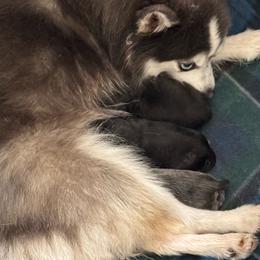 Boy 1 - Black and white male Pomsky puppy in Krum, Texas from Paw-Some Pomskies
