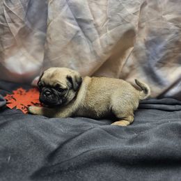 Orange - Fawn male Pug puppy in Kodak, Tennessee from My Princess Pugs