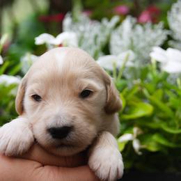 Australian Shepherd, Goldendoodle, and Poodle Puppies from 5AFarms