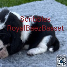 Scribbles - Black and white male Basset Hound puppy in Sidney, Nebraska from Royal Baez Basset