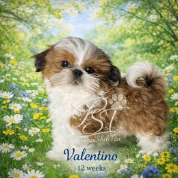 Valentino - Red and white male Shih Tzu puppy in Hayden, Idaho from Phoenix Shih Tzu
