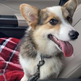 Pembroke Welsh Corgis from Charlee's Corgis