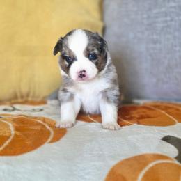 Turkey - Blue merle male Miniature Australian Shepherd puppy in Killen, Alabama from Wilkers Wholehearted Mini Aussies