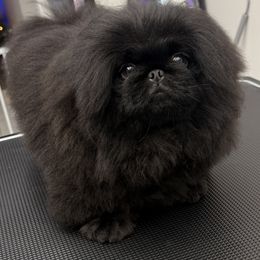 Boy Black - Black male Pekingese puppy in Florida from LionPalace