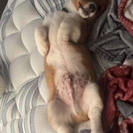 Pembroke Welsh Corgi Puppies from Lucky’s Corgis Veteran Owned