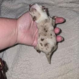 Pearl - Chocolate merle female Pomeranian puppy in Angleton, Texas from Pomeranian Palace, LLC